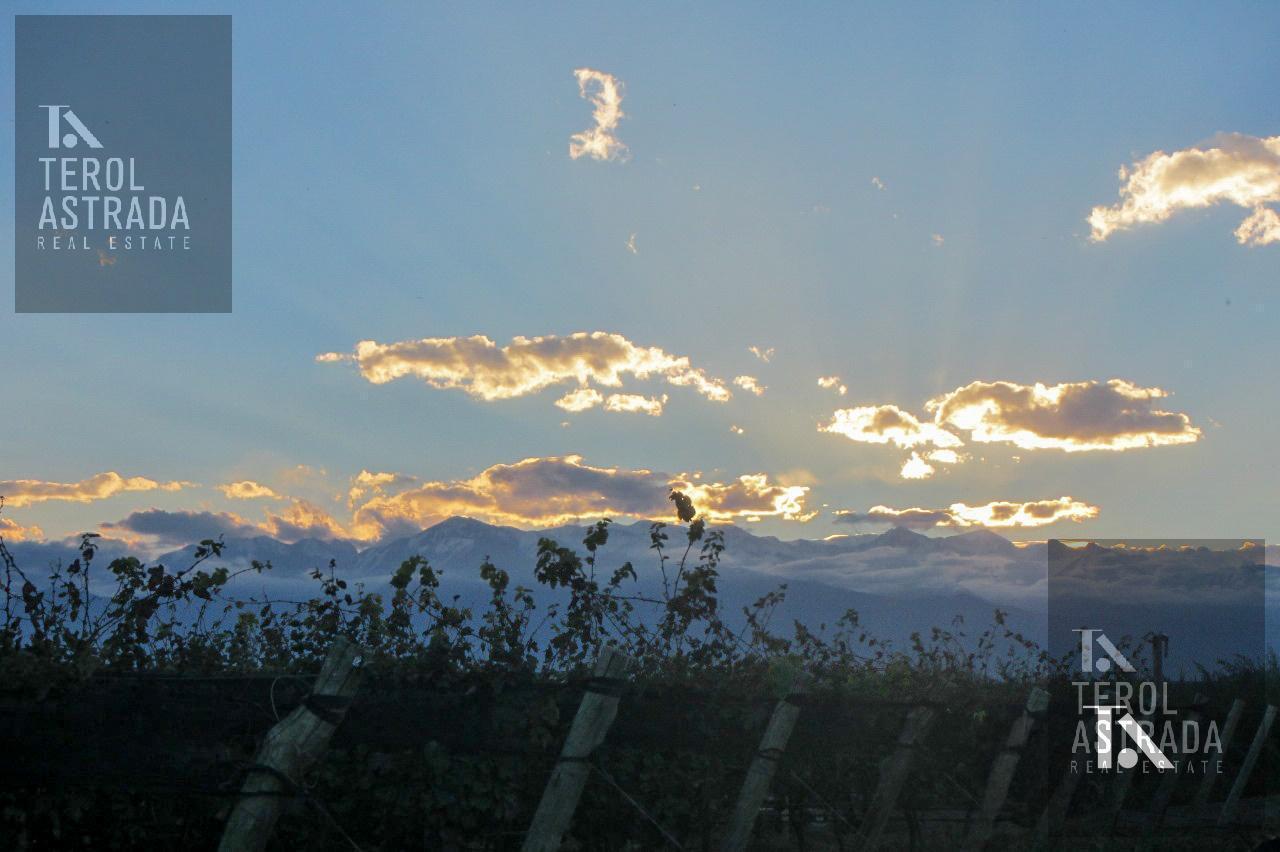 Foto de FINCA ORGÁNICA DE 62 HAS EN TUPUNGATO, MENDOZA., imagen 4