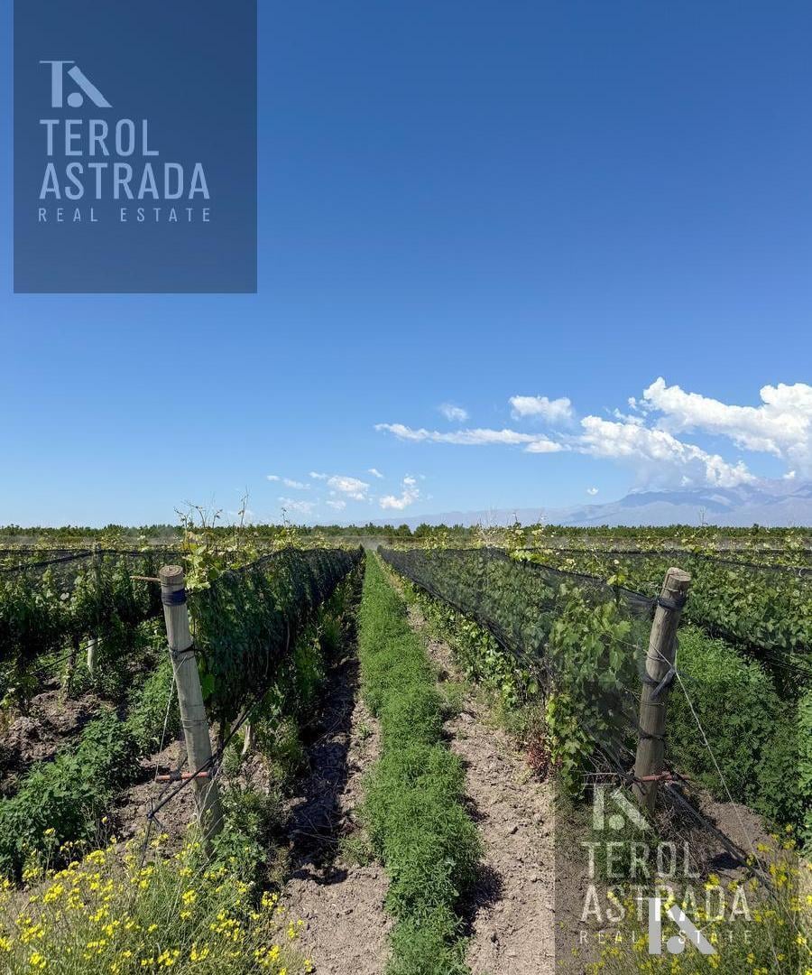 Foto de FINCA ORGÁNICA DE 62 HAS EN TUPUNGATO, MENDOZA., imagen 5