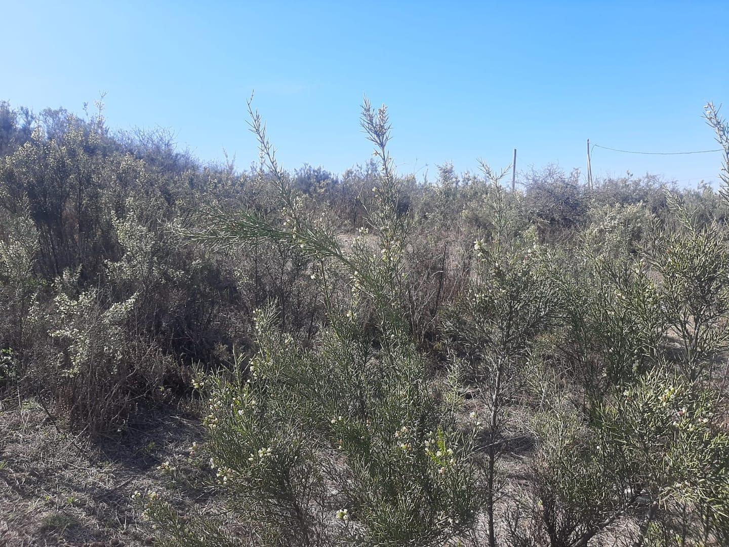Foto de Lote a la venta en Estancia Vieja. (L446), imagen 5