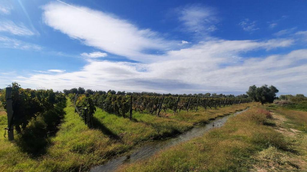 Gold Group Vende Magnífica Finca con Viñedo "Bertona" / La Legua (Ruta 61) S/n 1