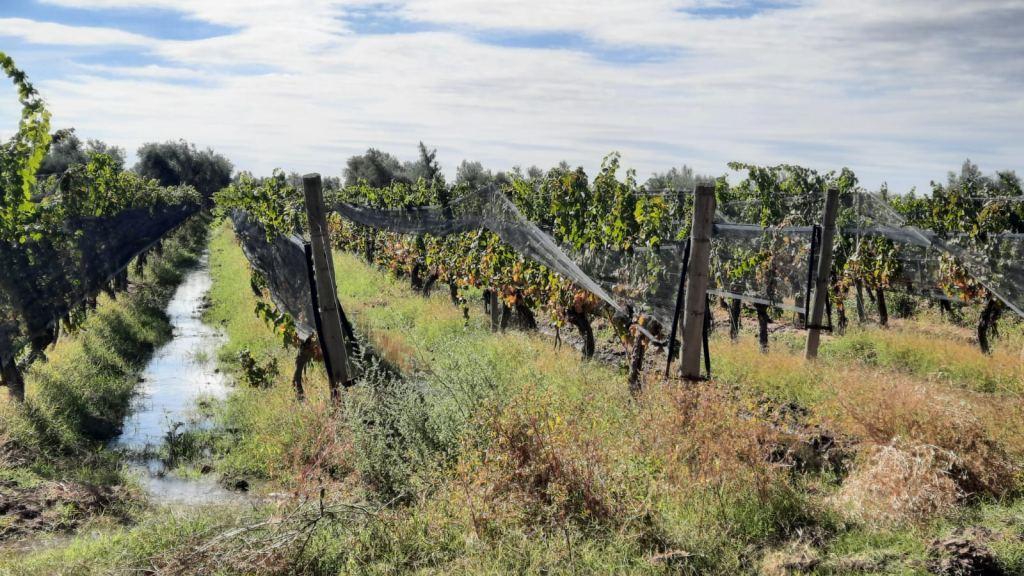 Gold Group Vende Magnífica Finca con Viñedo "Bertona" / La Legua (Ruta 61) S/n 5