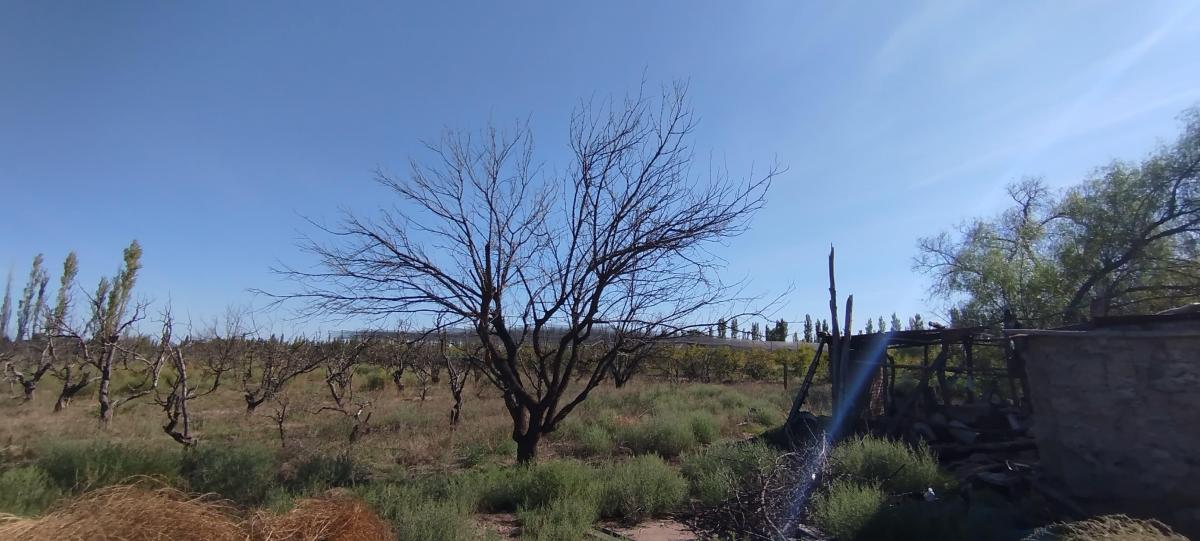 Gran Finca en Venta y en Alquiler (Colonia Colomer, Goudge / San Rafael) 5
