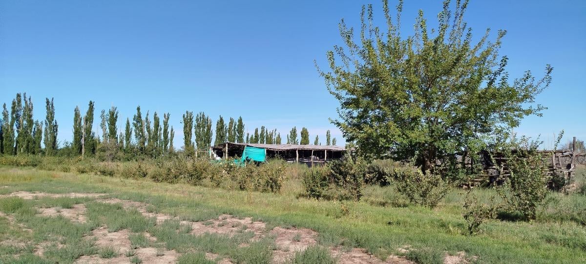 Gran Finca en Venta y en Alquiler (Colonia Colomer, Goudge / San Rafael) 4