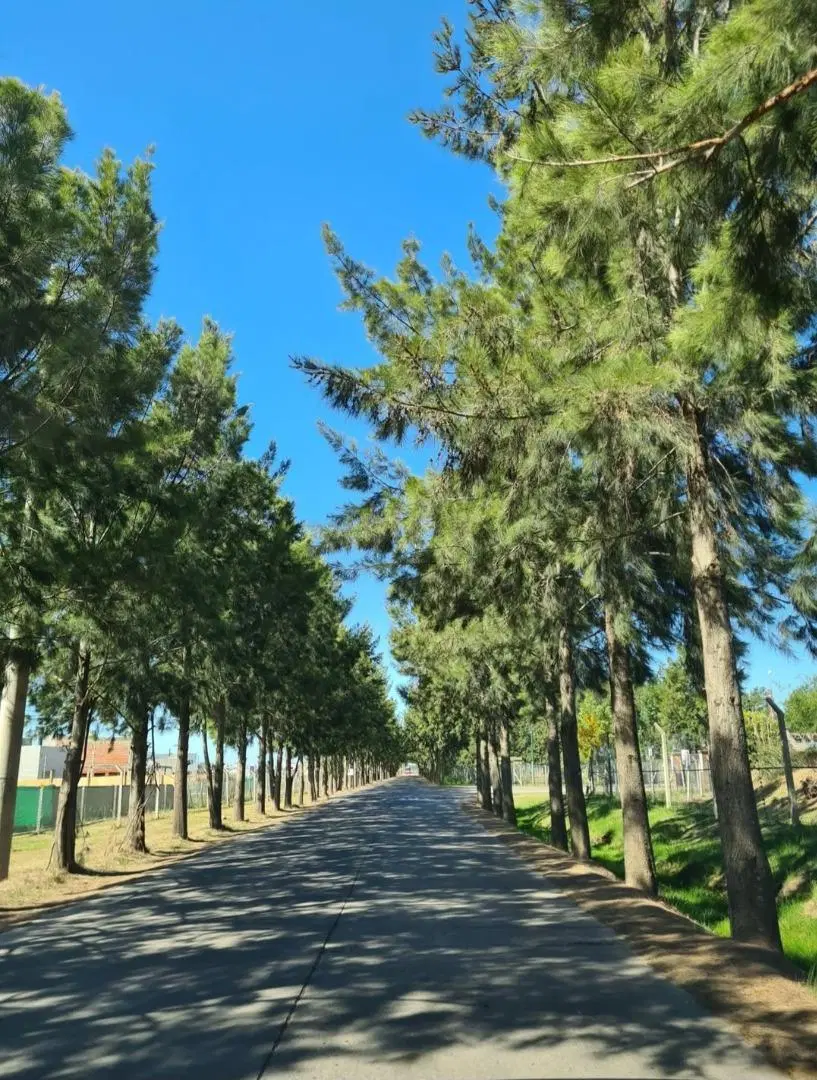 Excelente lote 5