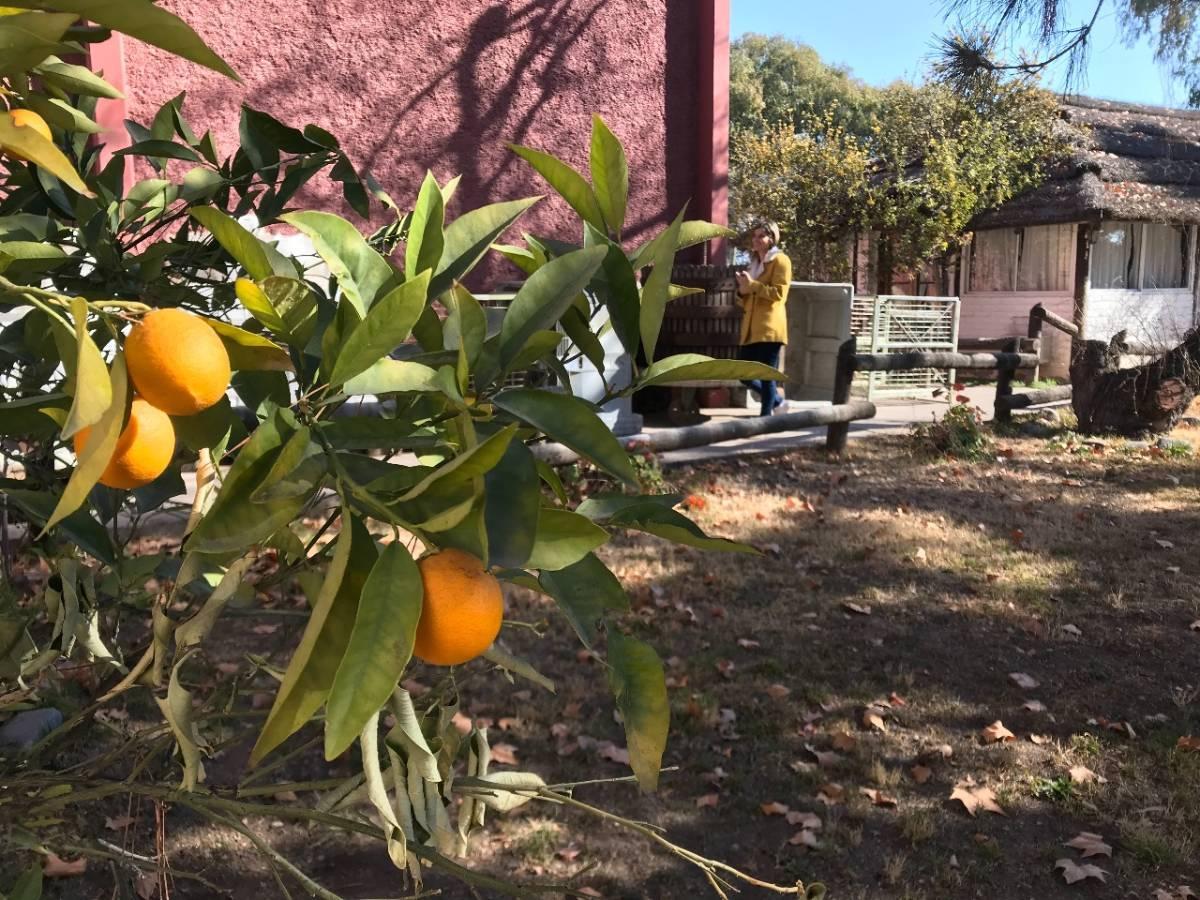 Venta de Bodega en Mendoza 1