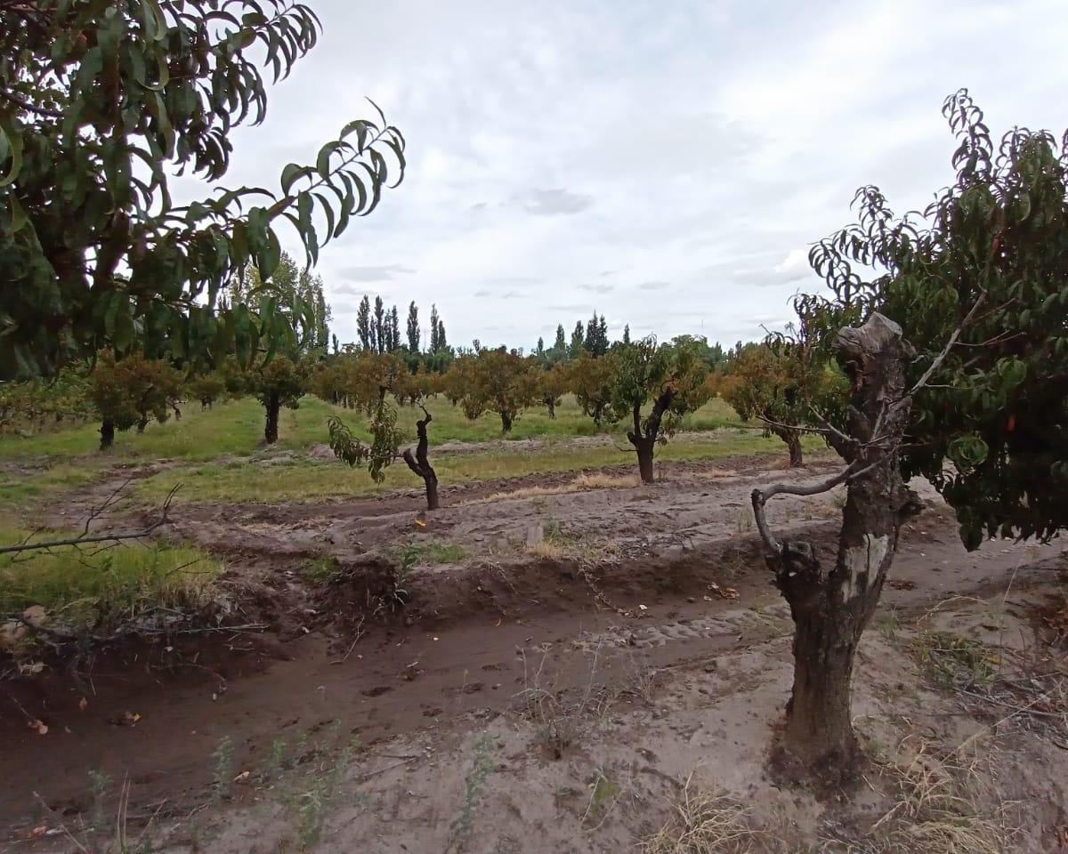 Finca en Venta con Casa, Quincho, Caballeriza. Colonia Elena, San Rafael 5