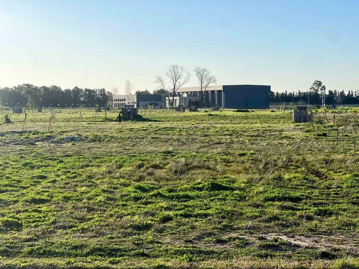 LOTE INTERNO SAINT THOMAS CHICO 4
