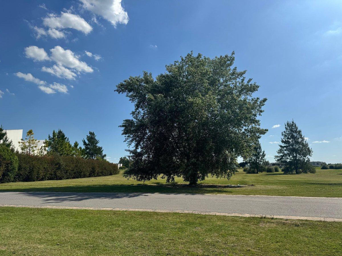 Foto de LOTE AL GOLF 1600 METROS COUNTRY SAN ELISEO, imagen 2