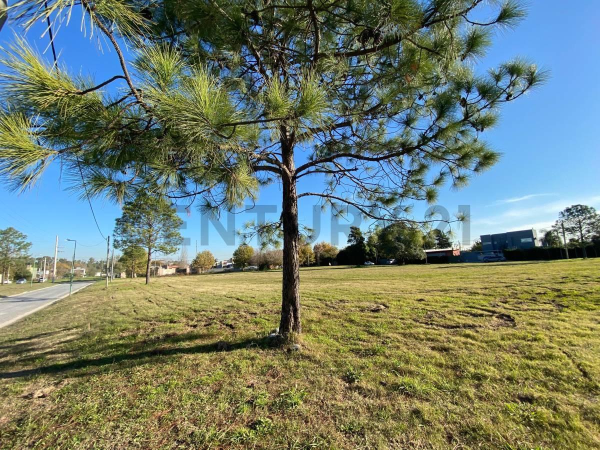 Foto de Terreno en venta Joaquin Gorina - Barrio Los Enriques, imagen 4