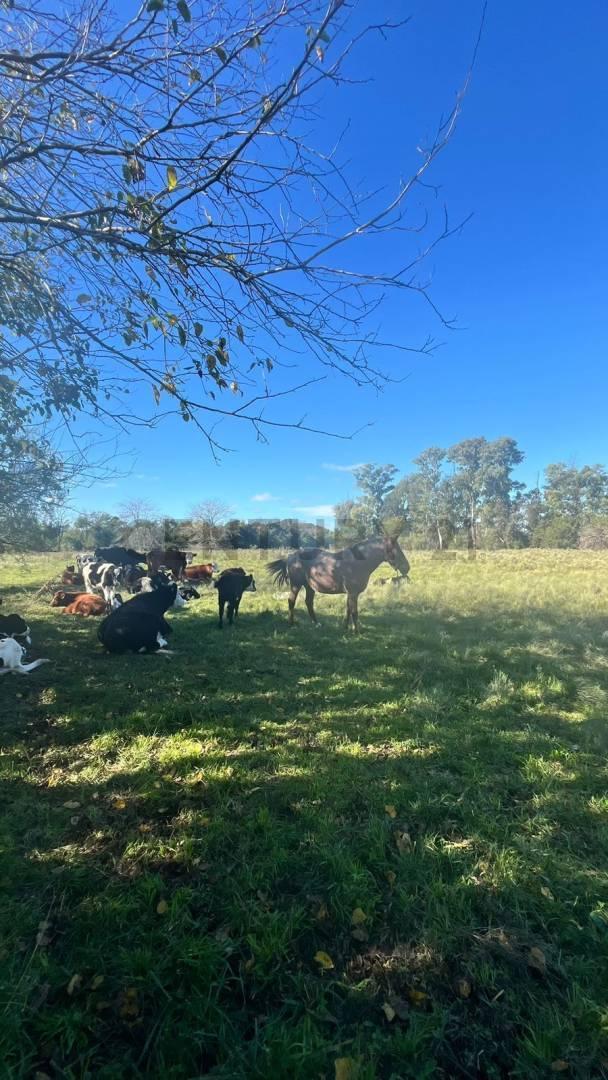 Foto de Campo con casco de estancia en venta – 7,13 hectáreas | Los Hornos, La, imagen 5