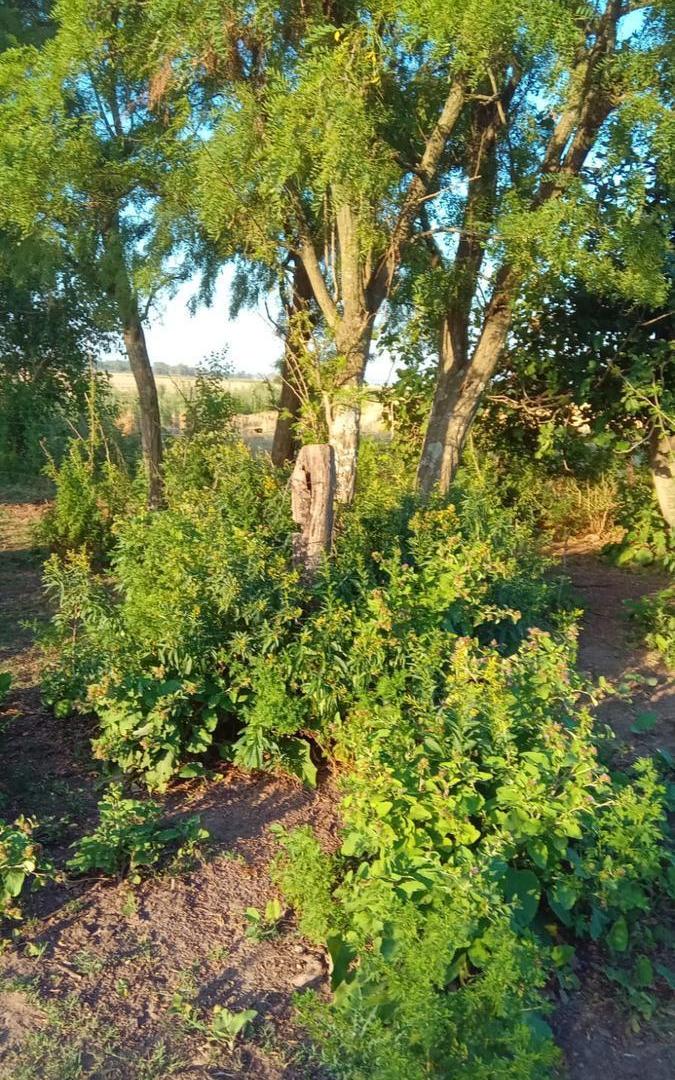 Foto de Campo en El Socorro - Mixto - Corral - Molino - Rinde, imagen 4