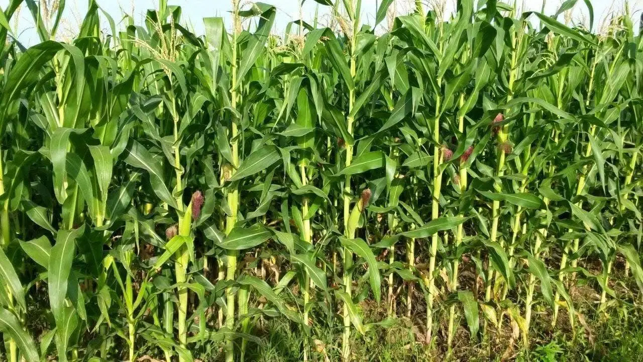 Campo en Malbran 5