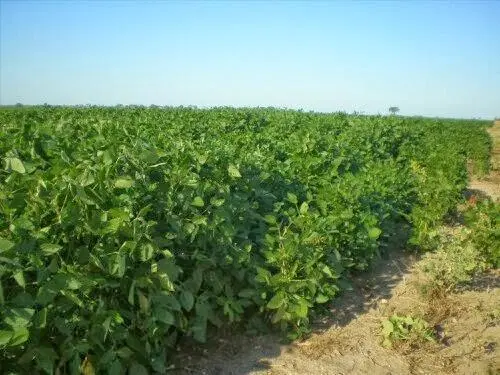 Campo en Malbran 3