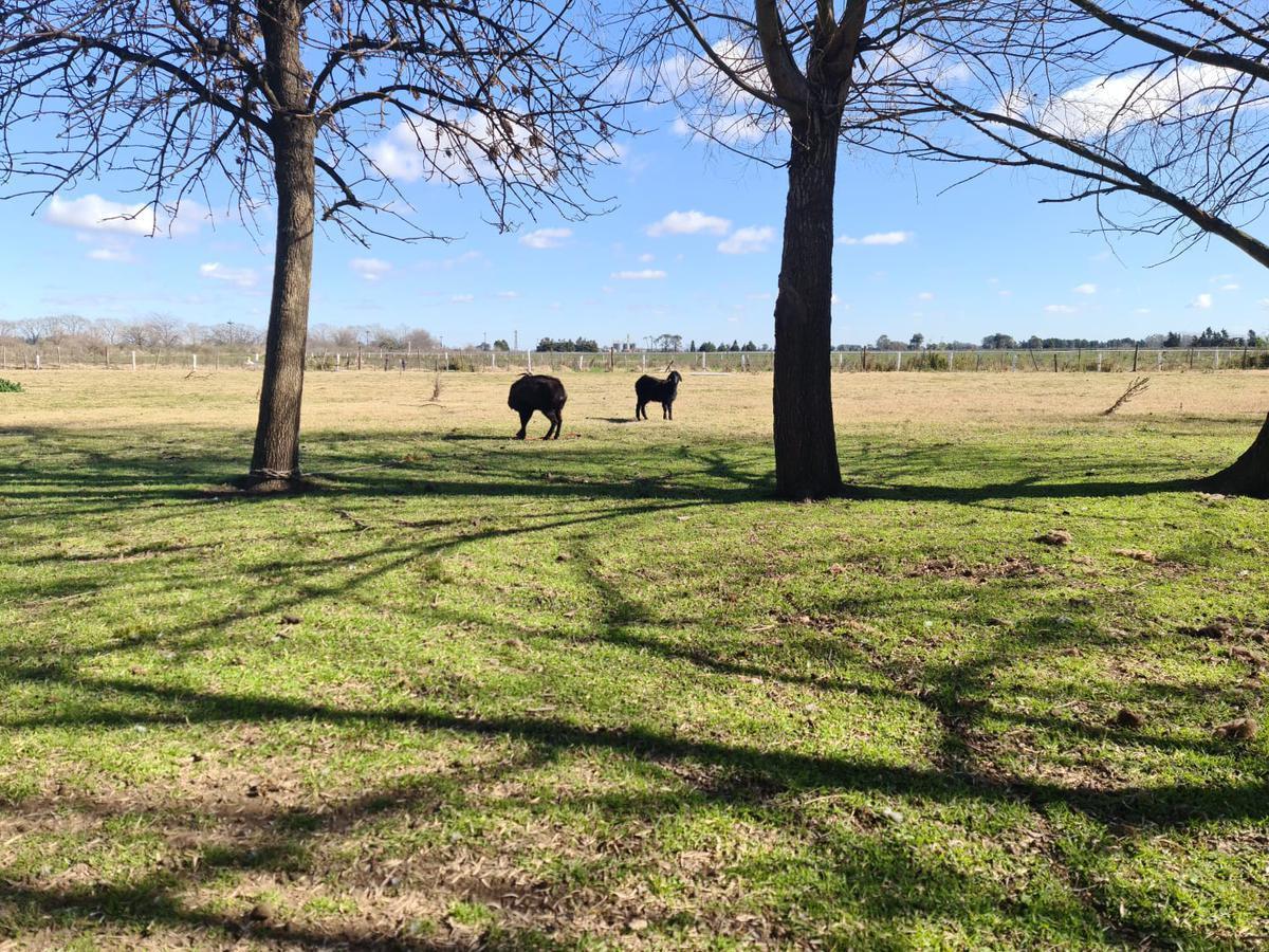 Finca - Torres - Venta - Luján - 4 Hectáreas - Chacra - Habilitación Turismo 3