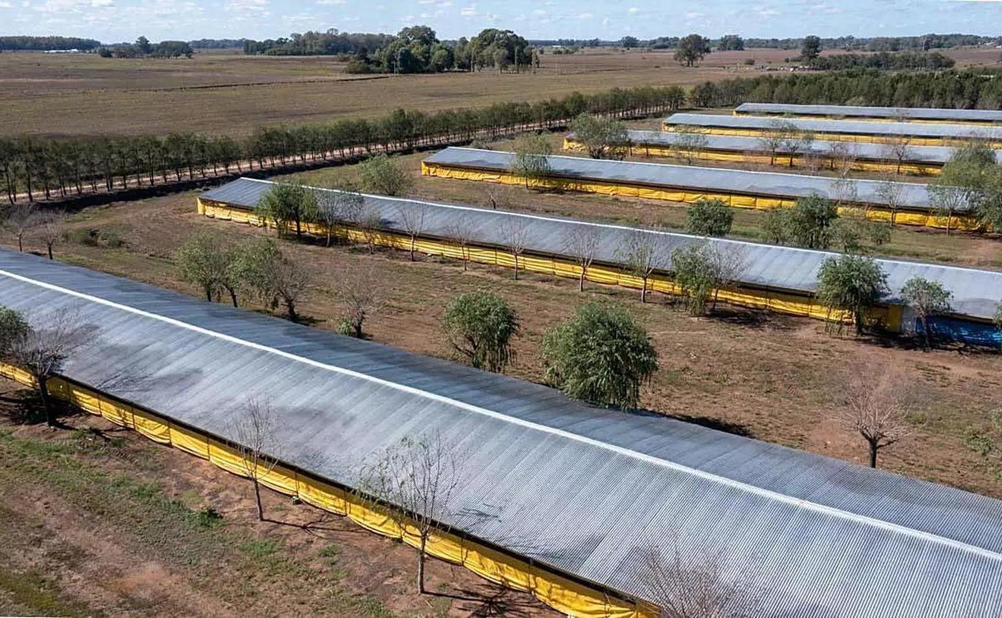 Foto de Granja avícola en Venta 30 galpones en 25 de Mayo con 10 casas para uso, imagen 3