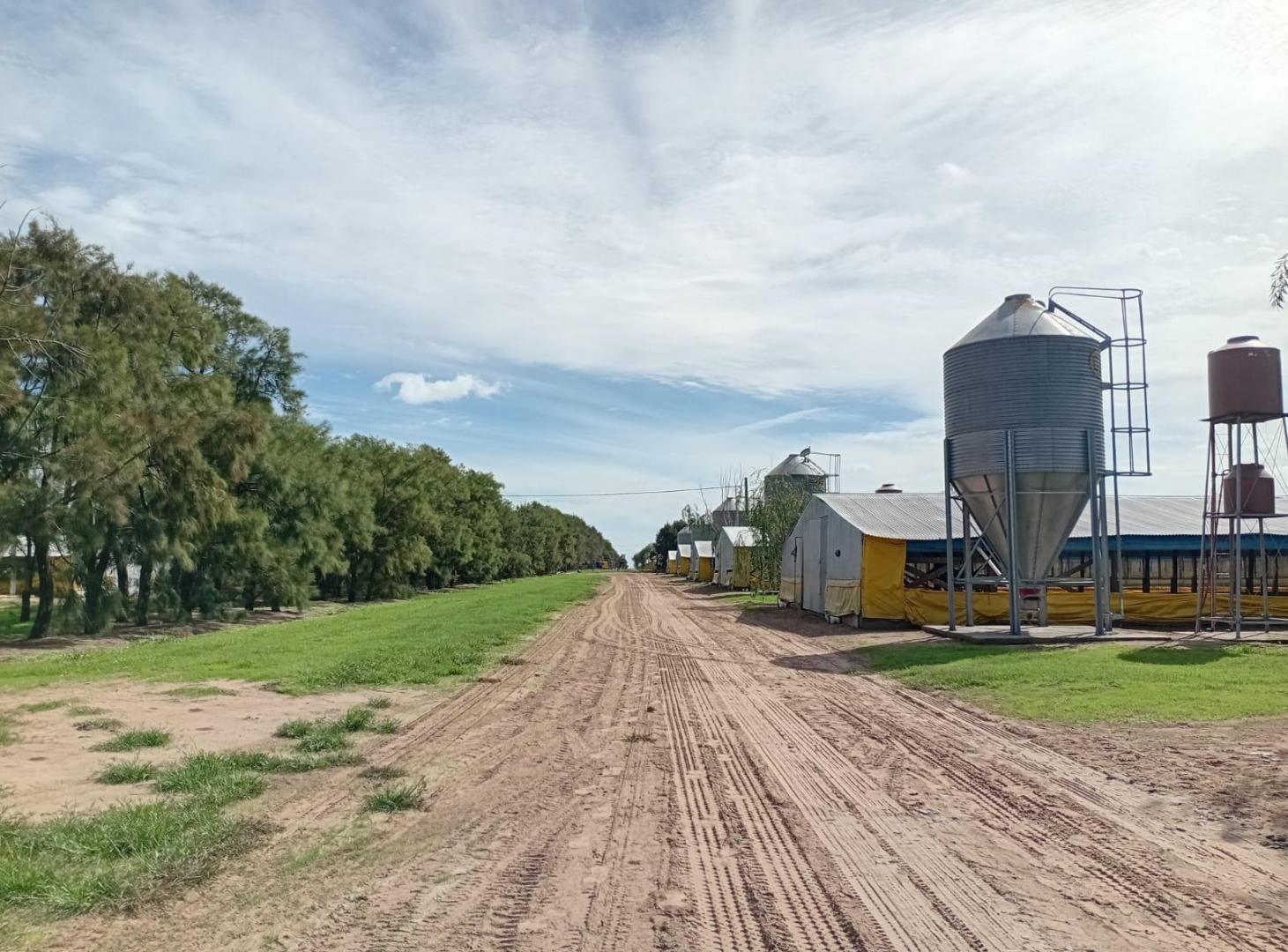 Granja avícola en Venta 30 galpones en 25 de Mayo con 10 casas para uso de personal
