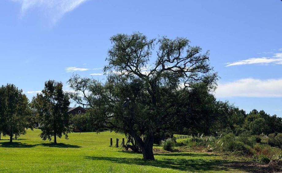 Foto de Terreno EN CASAS DE CAMPO - OLIVEROS (CARCARAÑA), imagen 2