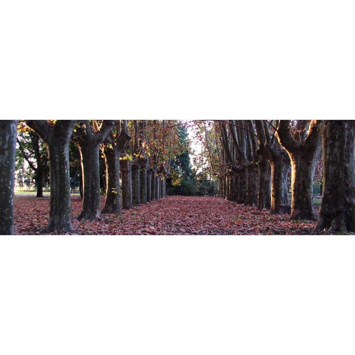 Azahares del Paraná 2