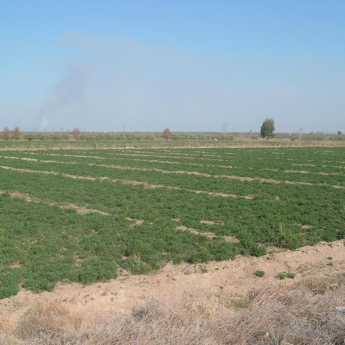 Campo en Resolana 1887 Has a 31 Km de San Rafael 3