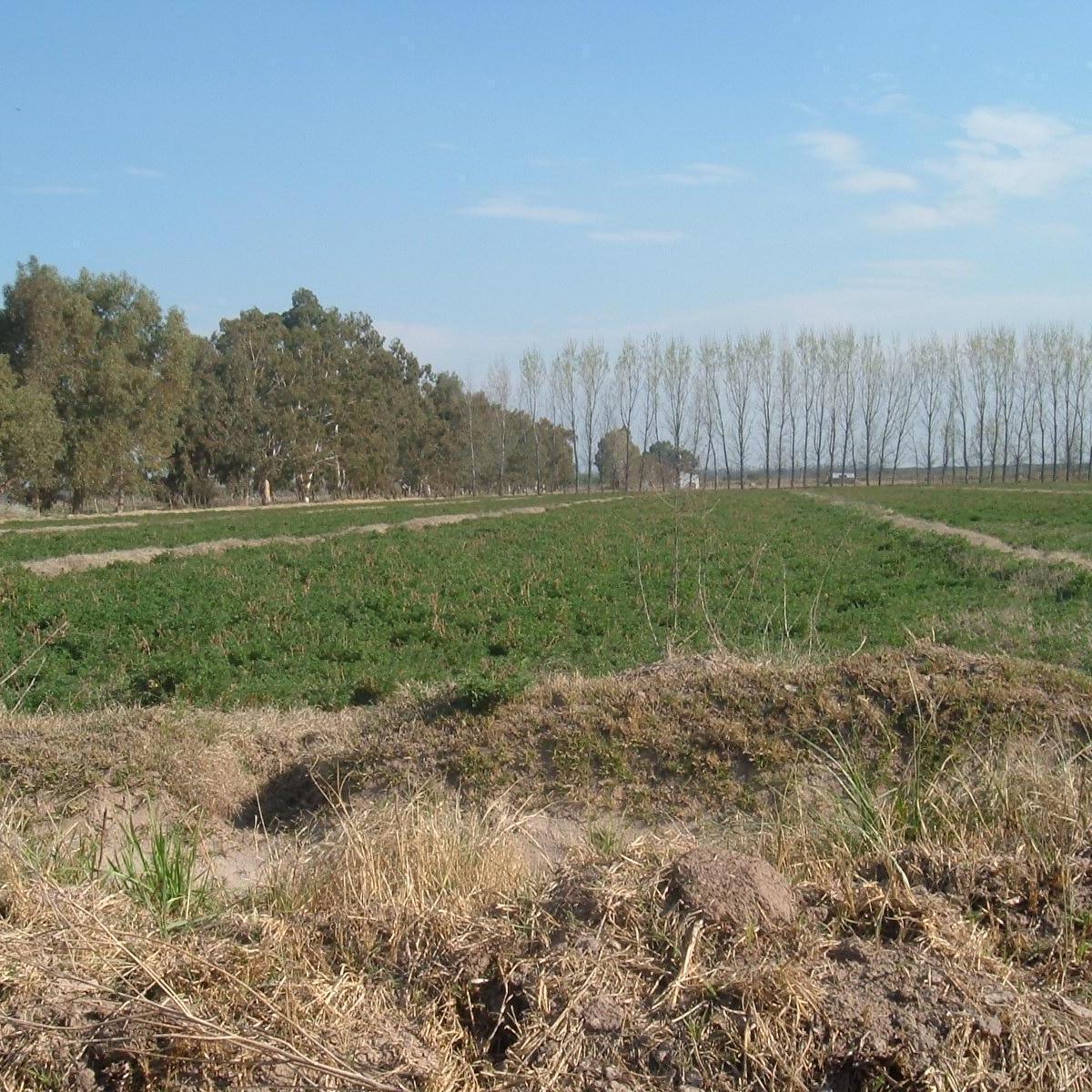 Campo en Resolana 1887 Has a 31 Km de San Rafael 5
