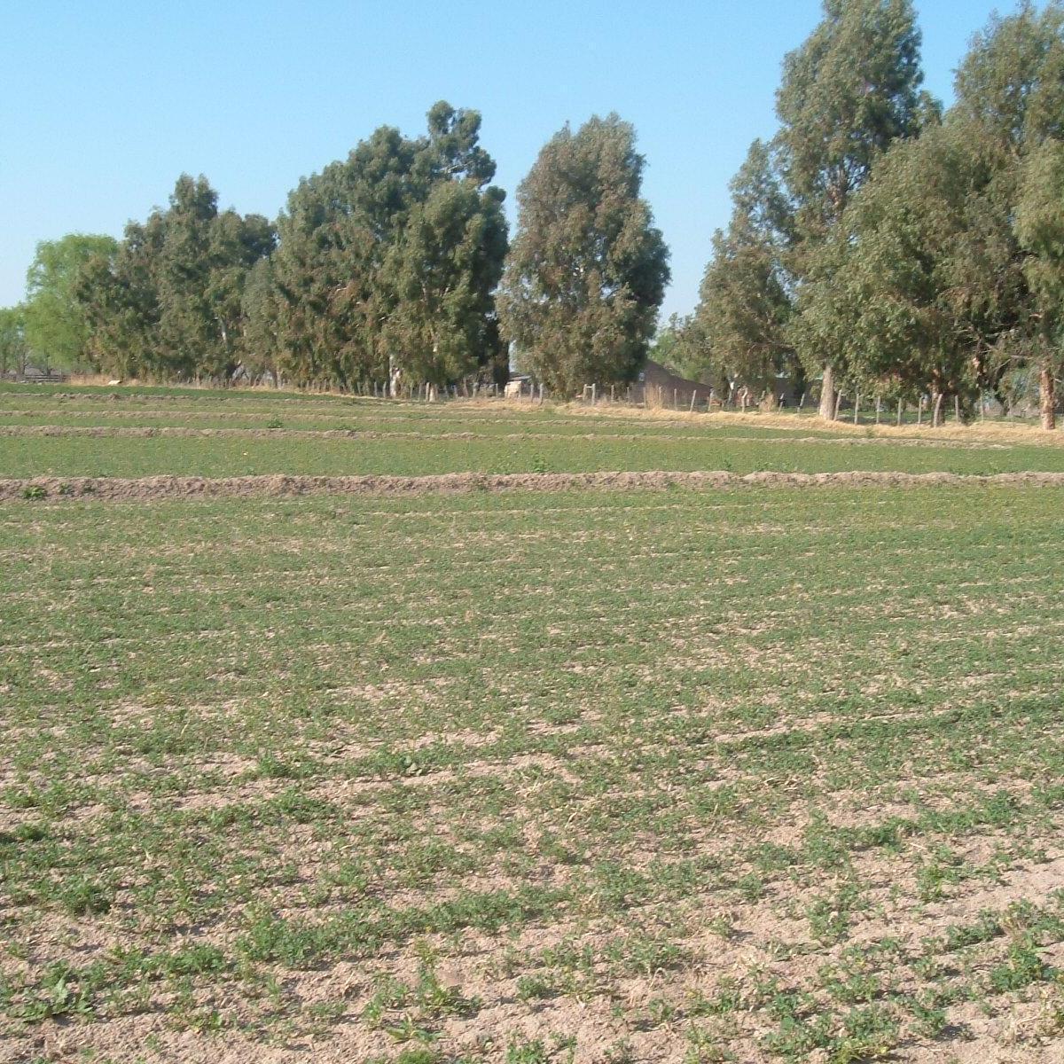 Campo en Resolana 1887 Has a 31 Km de San Rafael 4