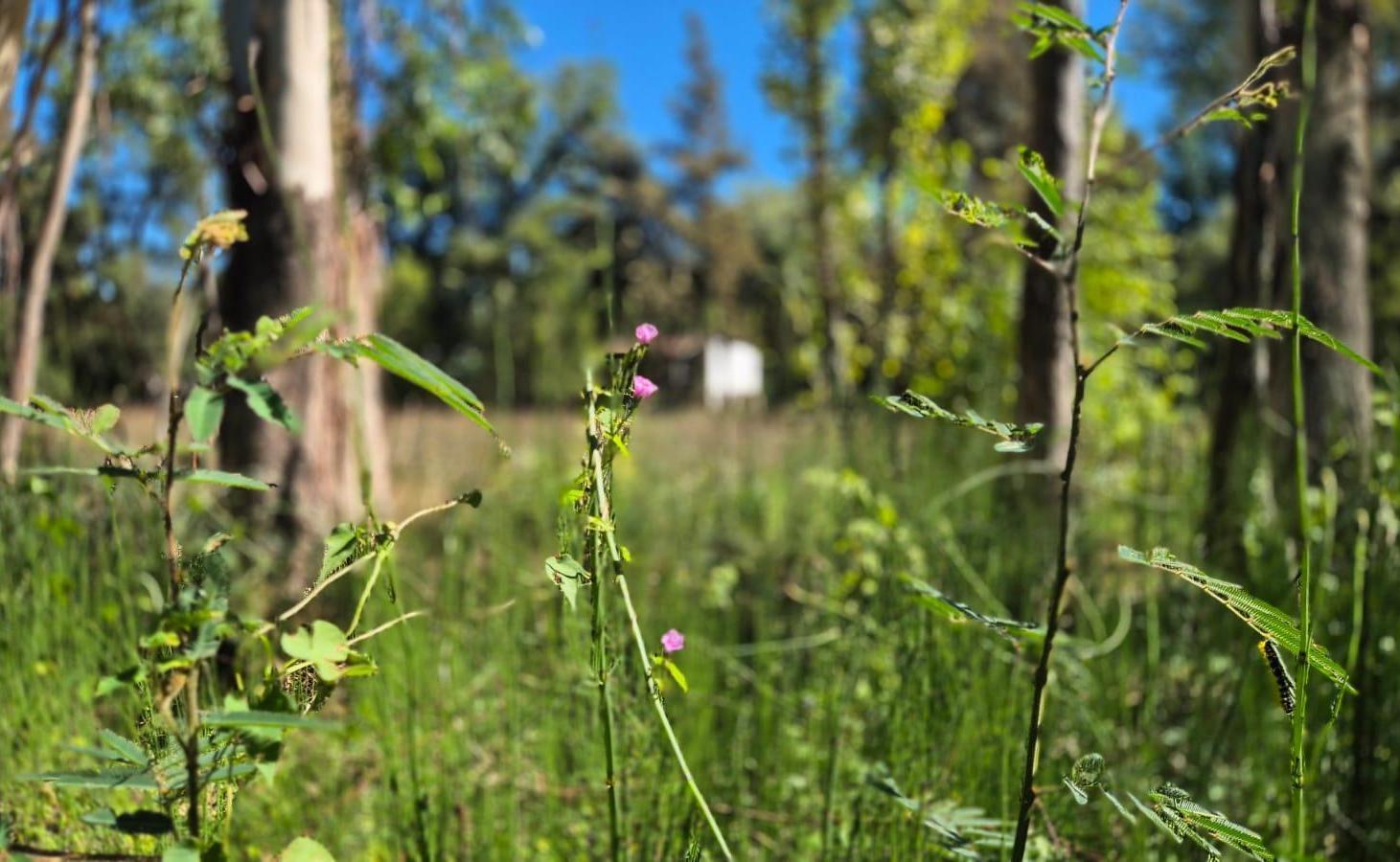 Foto de LOTE EMPRENDIMIENTO SUSTENTABLE ECO RESIDENCIAL RIO CARAPACHAY DELTA, imagen 3
