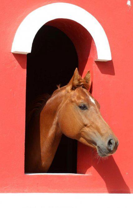 Campo (Haras) 27ha Brandsen, Buenos Aires. 4