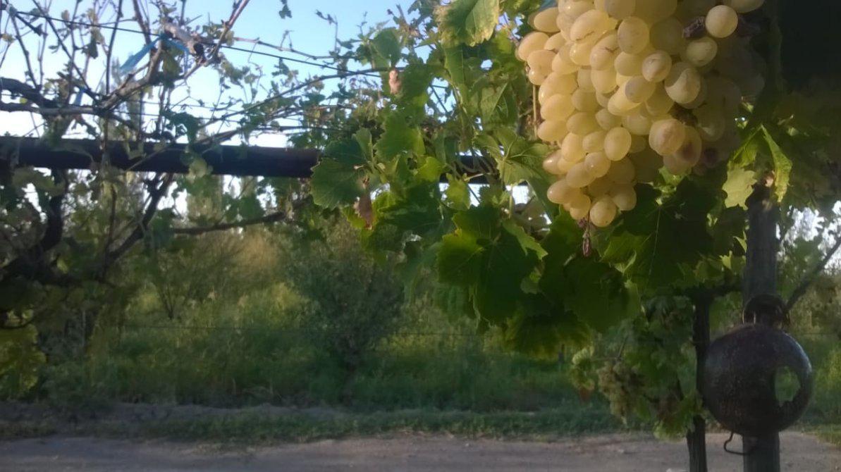 Excelente Finca 5.7 Ha Cañada Seca. Prov. de Mendoza. Bs. As Retasada 4