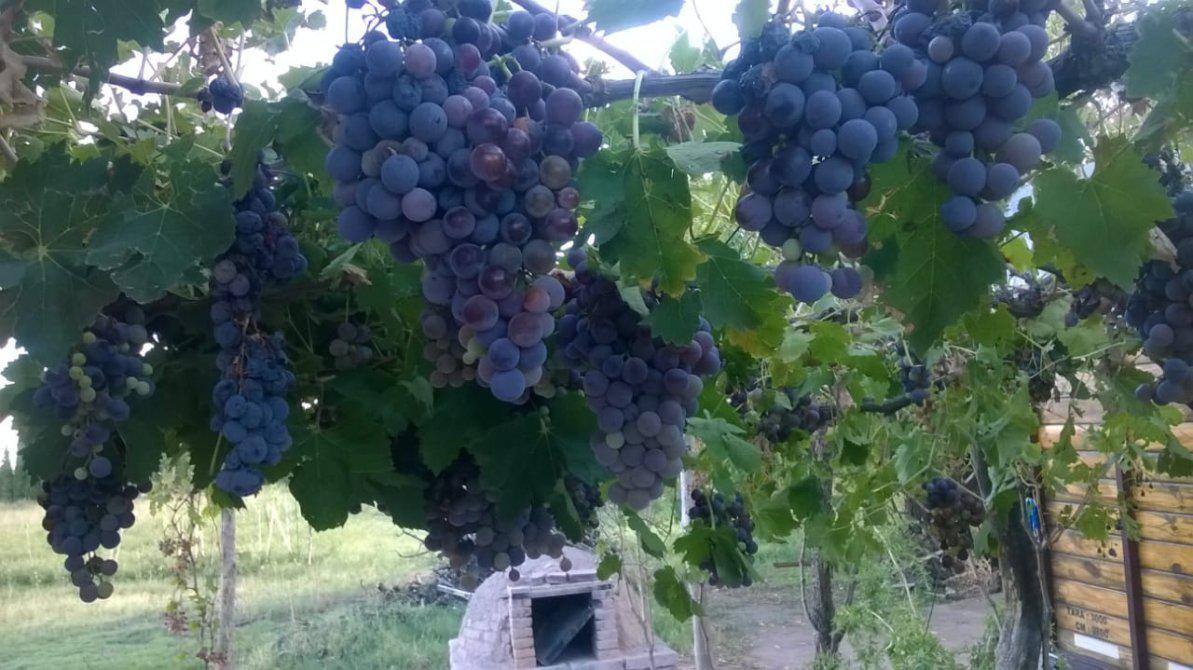 Excelente Finca 5.7 Ha Cañada Seca. Prov. de Mendoza. Bs. As Retasada 2