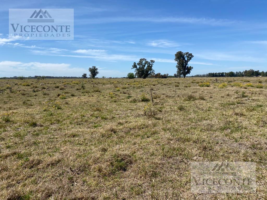 Campo - Coronel Brandsen 4