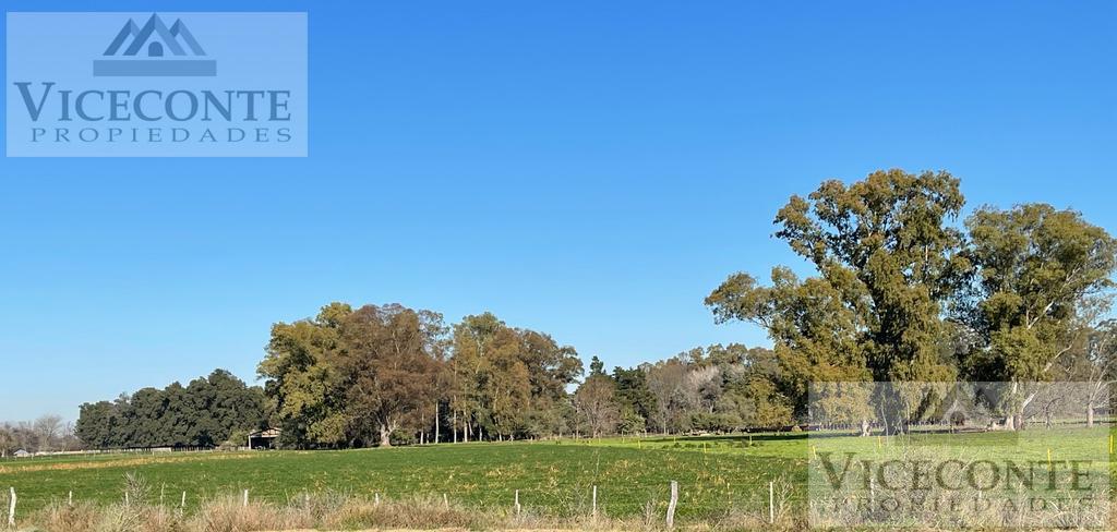 Campo 78 Ha Brandsen, Buenos Aires. 5
