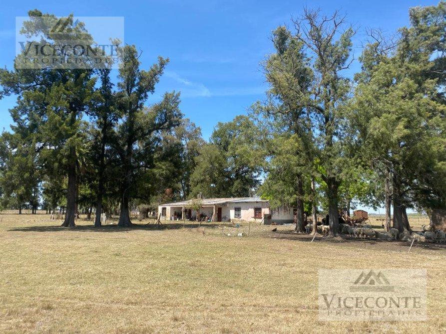 Campo 169 Ha Brandsen, Buenos Aires 4