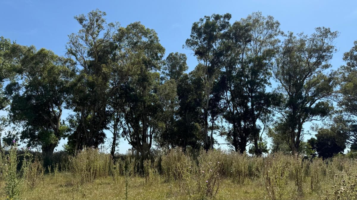 35,4 Ha 3 Km del Asfalto, Ranchos, General Paz. 2