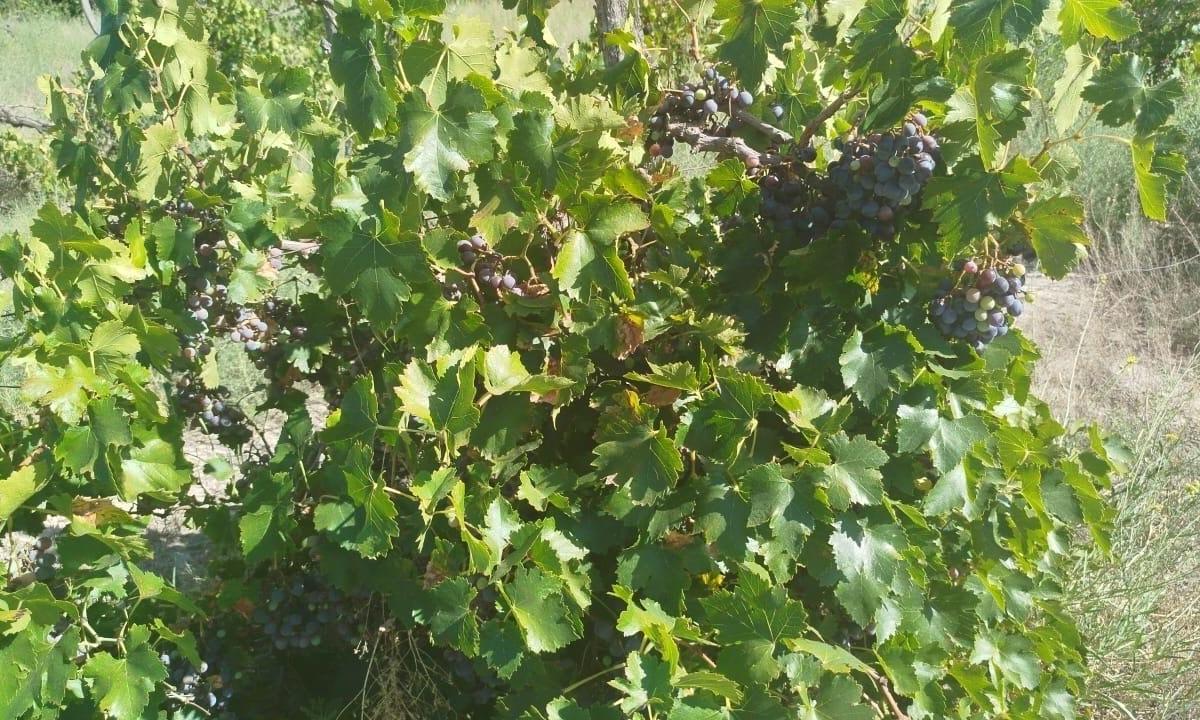 Finca de 23 Ha Colonia Española, San Rafael, Provincia de Mendoza. 4