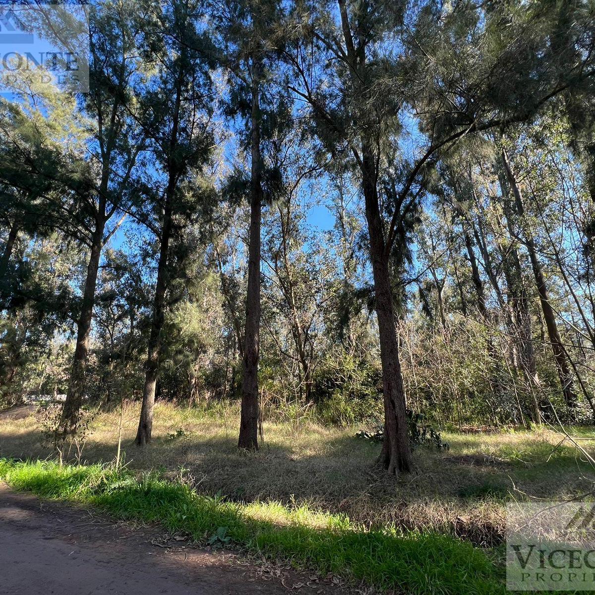 Lote 1560 m², Barrio "Los Bosquecitos" Brandsen, Provincia de Buenos Aires. 3