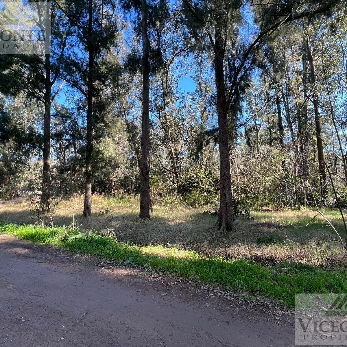 Lote 1560 m², Barrio "Los Bosquecitos" Brandsen, Provincia de Buenos Aires. 5