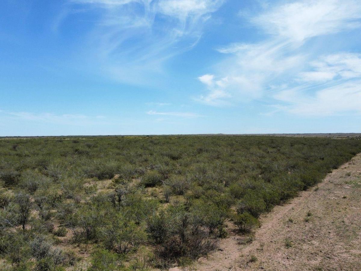 Foto de Campo de 5.000 Has. Limay Mahuida, Provincia de La Pampa., imagen 5