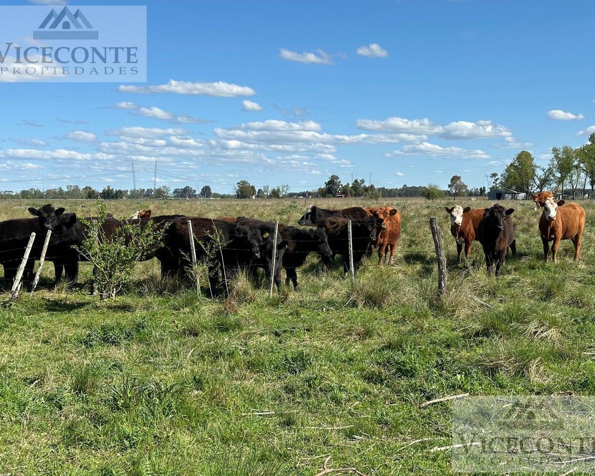 Campo 15 Has Brandsen, Provincia de Buenos Aires. 5