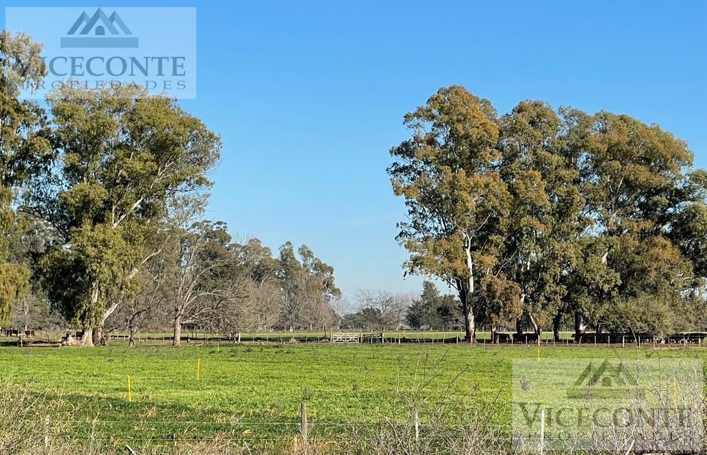 Campo 78 Ha Brandsen, Buenos Aires. 4