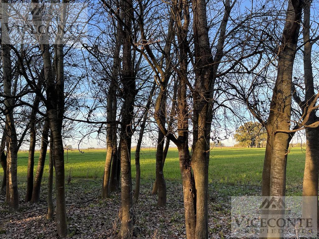 Campo 78 Ha Brandsen, Buenos Aires. 5