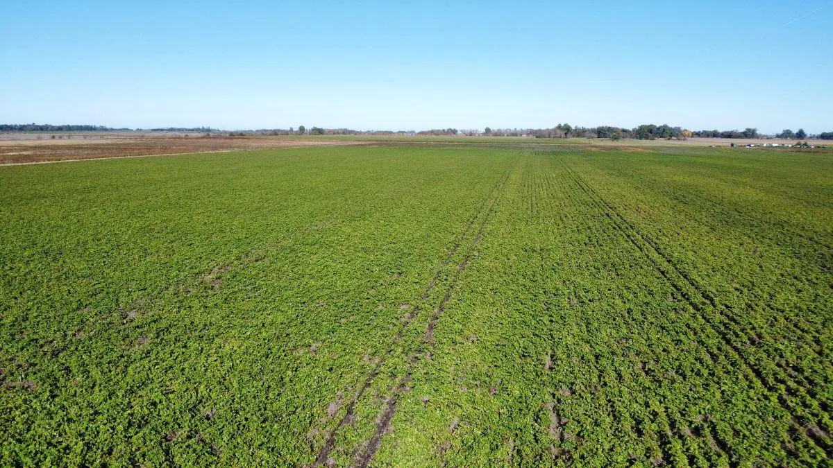 Campo Agrícola 57 Has. General Belgrano, Provincia de Buenos Aires. 3