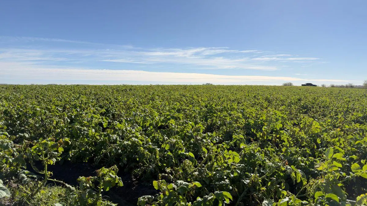 Campo Agrícola 57 Has. General Belgrano, Provincia de Buenos Aires. 5