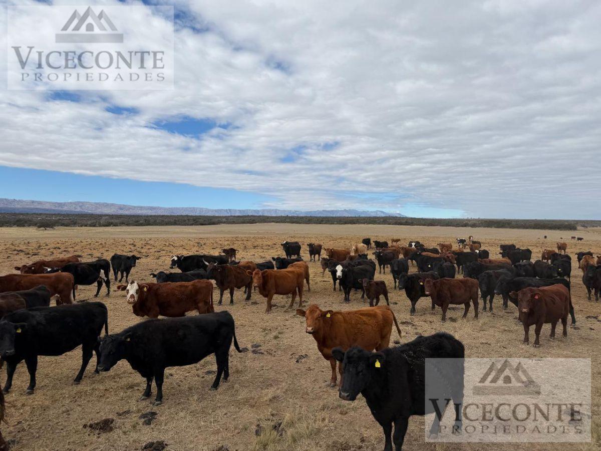 Foto de Excelente Campo mixto de 350 Has. Panaholma, San Alberto, Provincia de, imagen 1