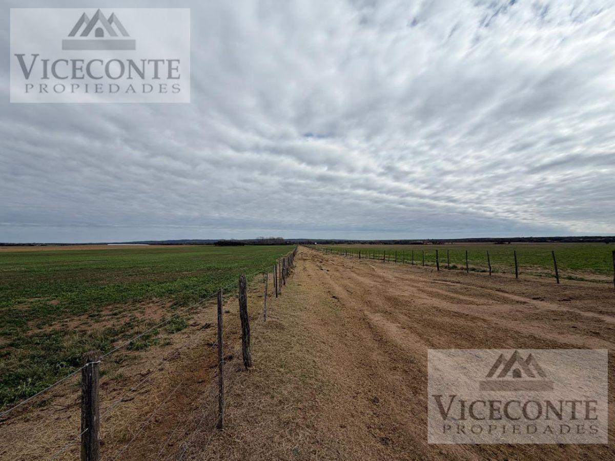 Foto de Excelente Campo mixto de 350 Has. Panaholma, San Alberto, Provincia de, imagen 2