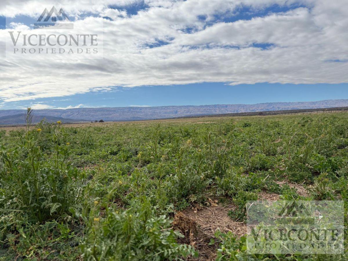 Foto de Excelente Campo mixto de 350 Has. Panaholma, San Alberto, Provincia de, imagen 4