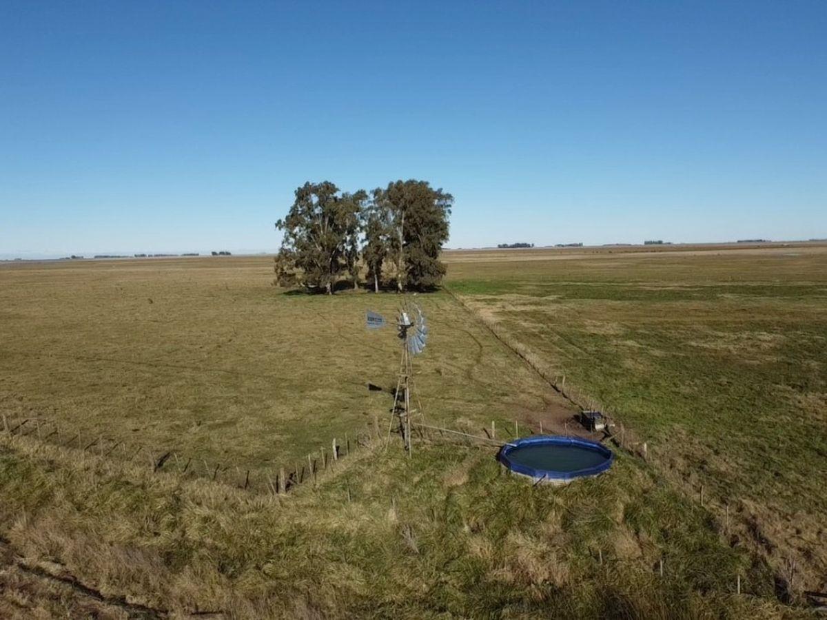 Foto de Campo 297 Has. Udaquiola, Provincia de Buenos Aires., imagen 1