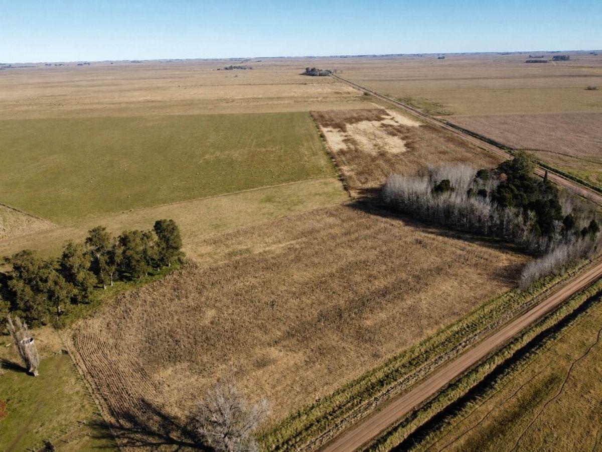 Foto de Campo 297 Has. Udaquiola, Provincia de Buenos Aires., imagen 5