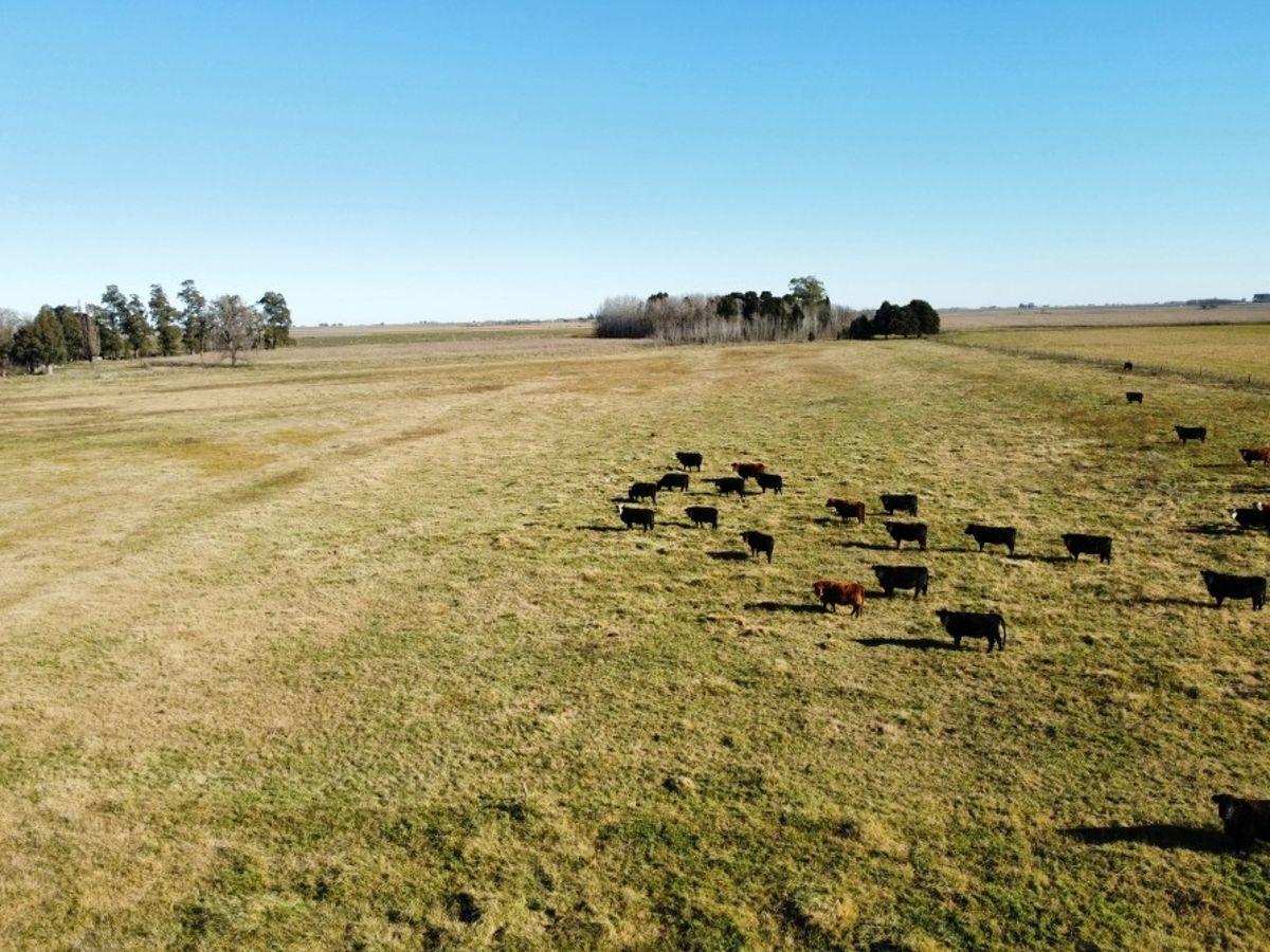 Foto de Campo 297 Has. Udaquiola, Provincia de Buenos Aires., imagen 2