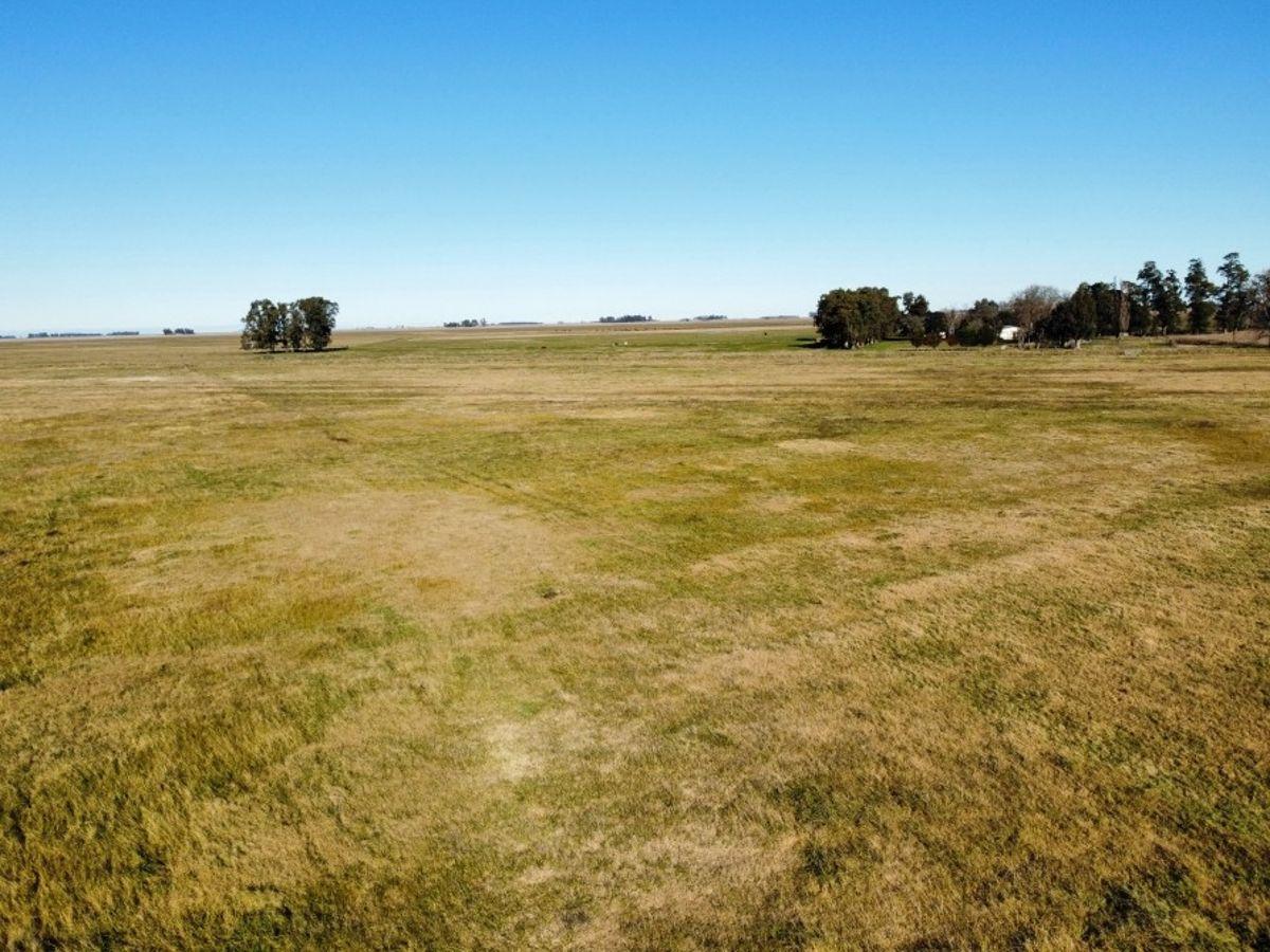 Foto de Campo 297 Has. Udaquiola, Provincia de Buenos Aires., imagen 4