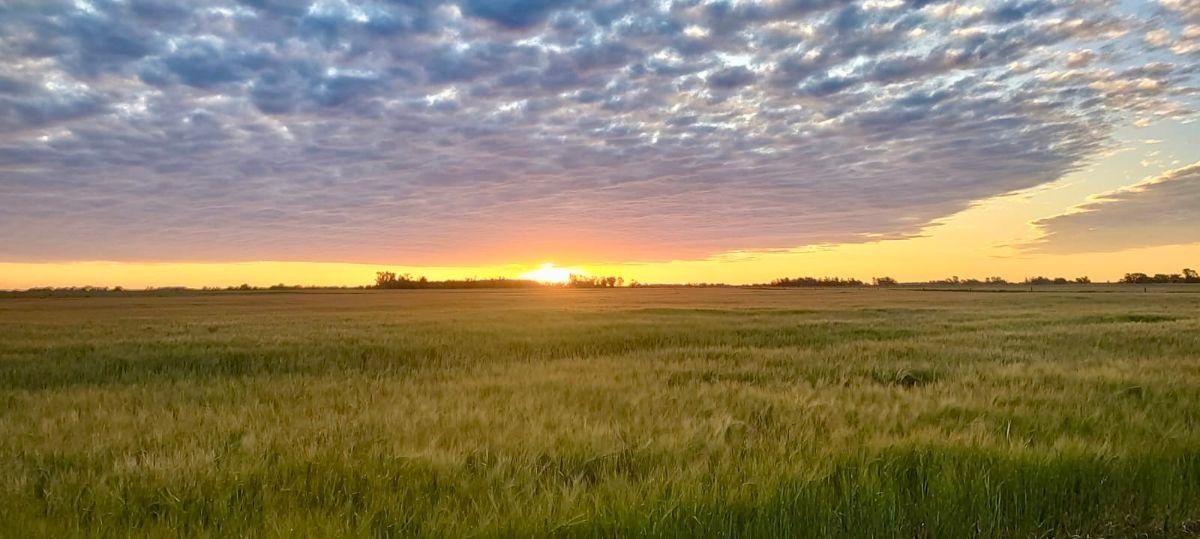 Foto de Campo Mixto 118 Has. Gral Alvear, Provincia de Buenos Aires., imagen 4